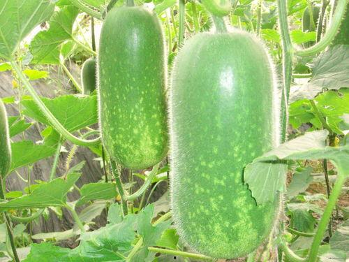 贵阳吃瓜爆料视频大全,揭秘城市生活百态