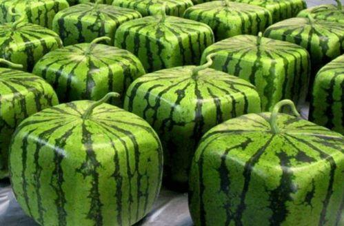 吃瓜网在哪里打开